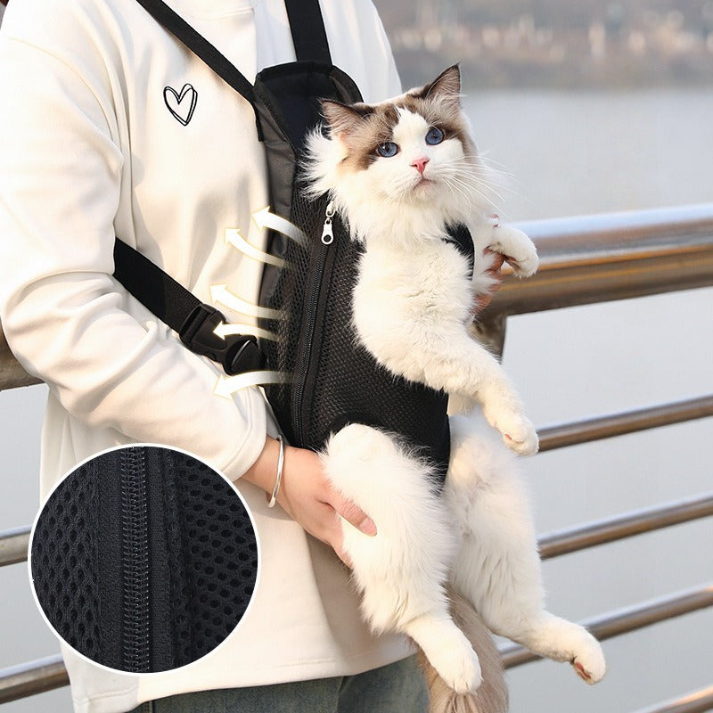 Cat in small carrier